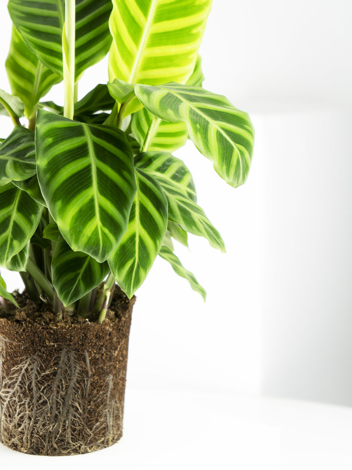 Calathea Zebrina - nāu green