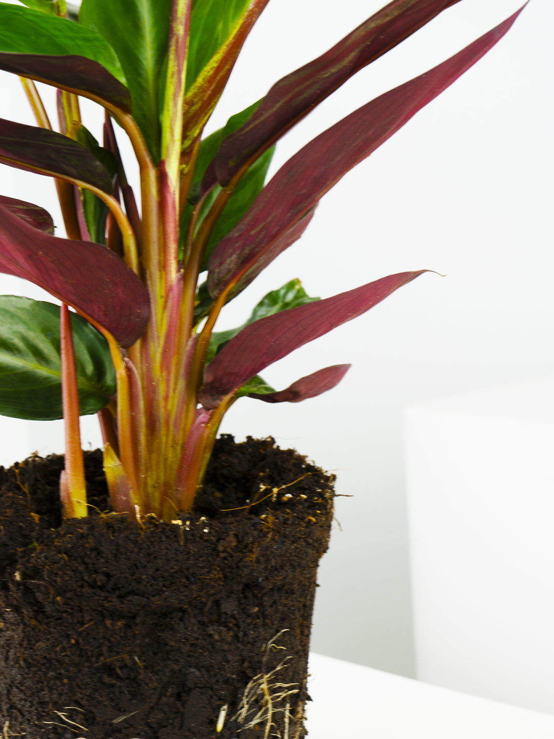 Calathea Sanguínea - nāu green