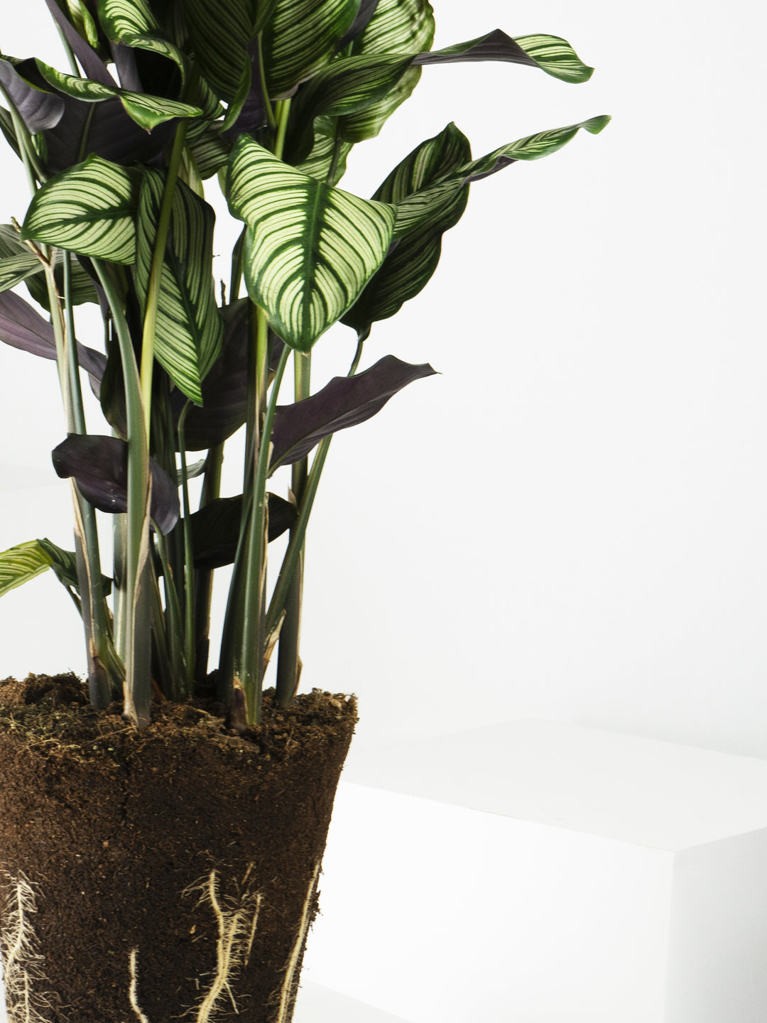 Calathea White Star - nāu green