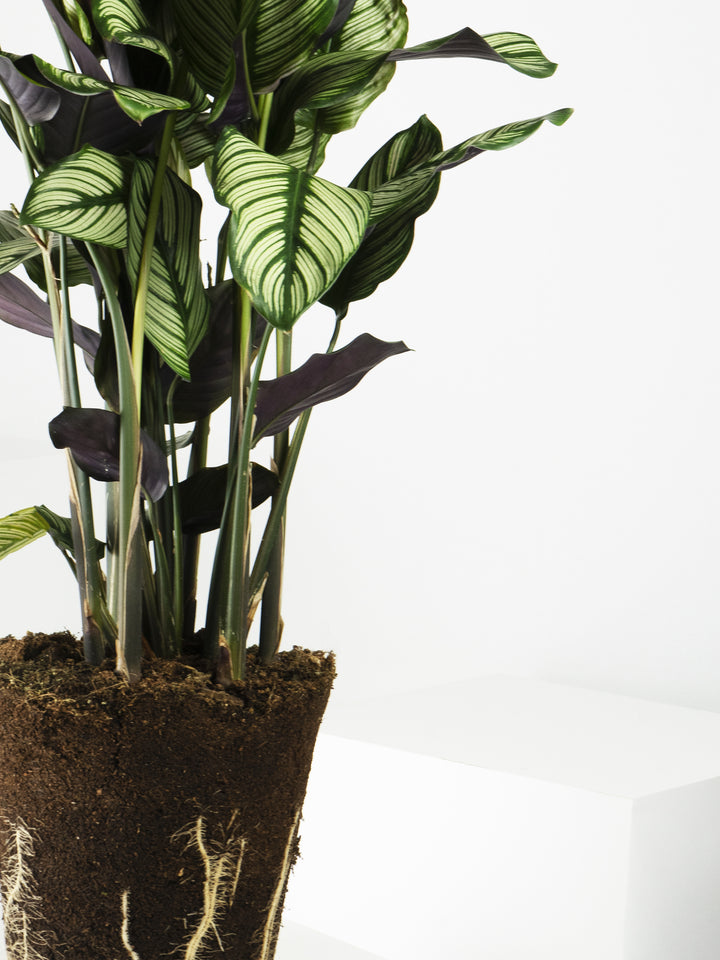 Calathea White Star - nāu green