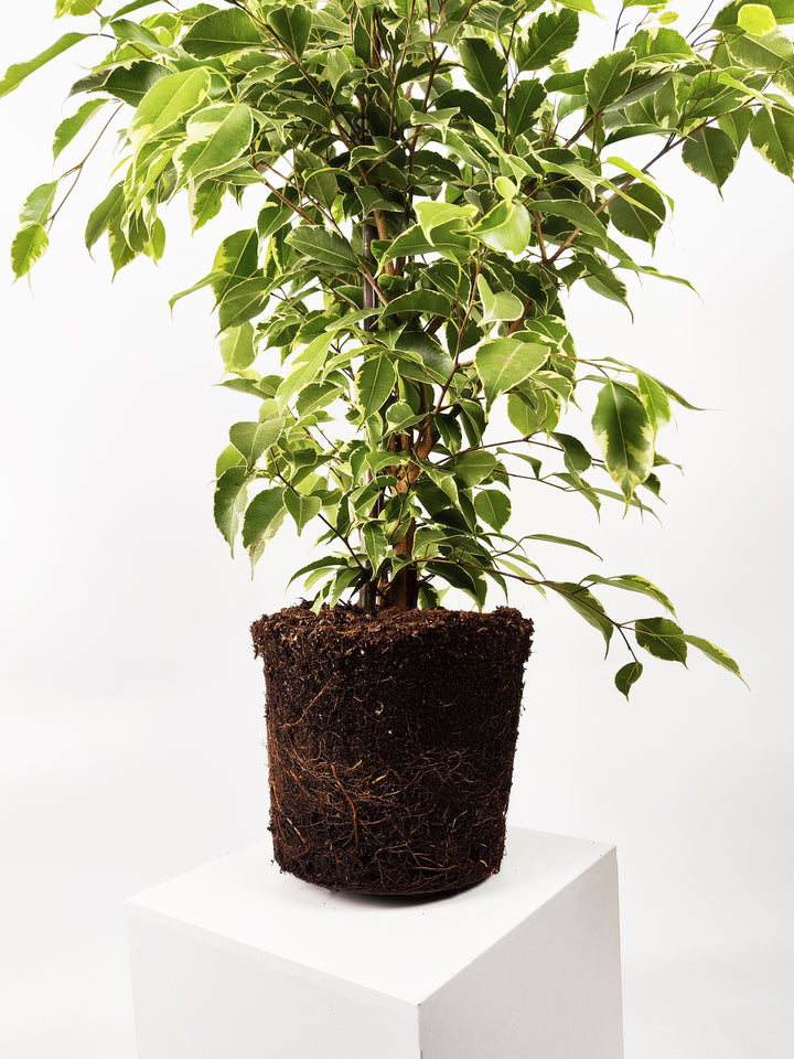Ficus Golden Grande