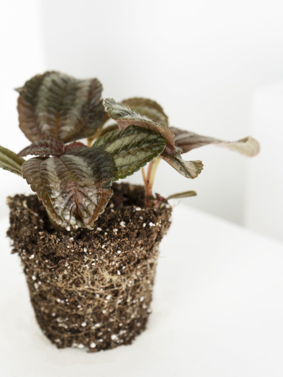 Mini Pilea Involucrata Magenta - nāu green