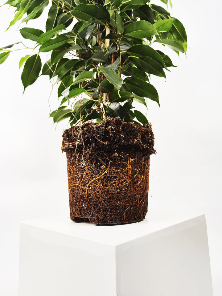 Ficus Benjamina