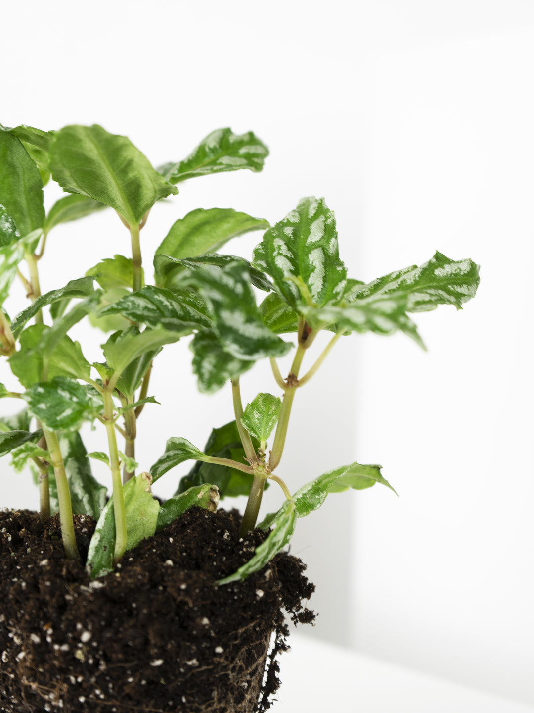 Mini Pilea de Sandía o Cadierei - nāu green