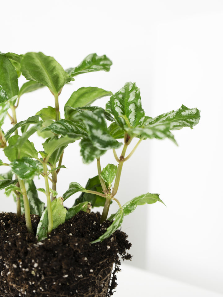 Mini Pilea de Sandía o Cadierei - nāu green