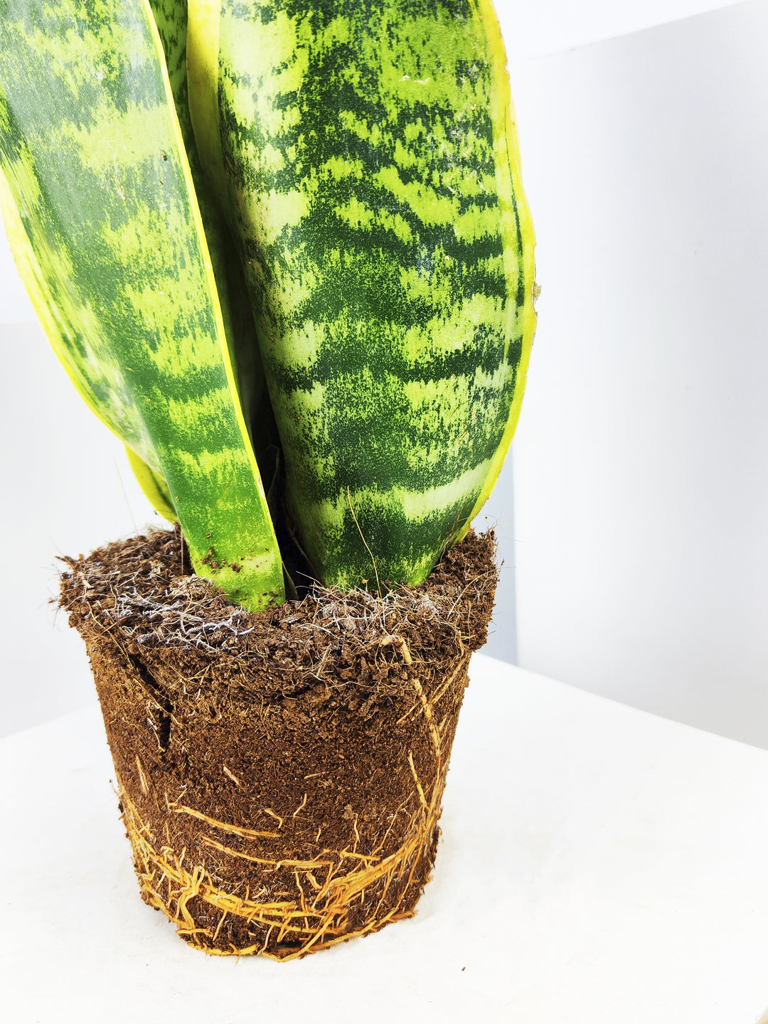 Sansevieria Futura Superba