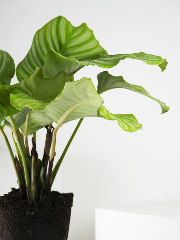 Calathea Orbifolia - nāu green