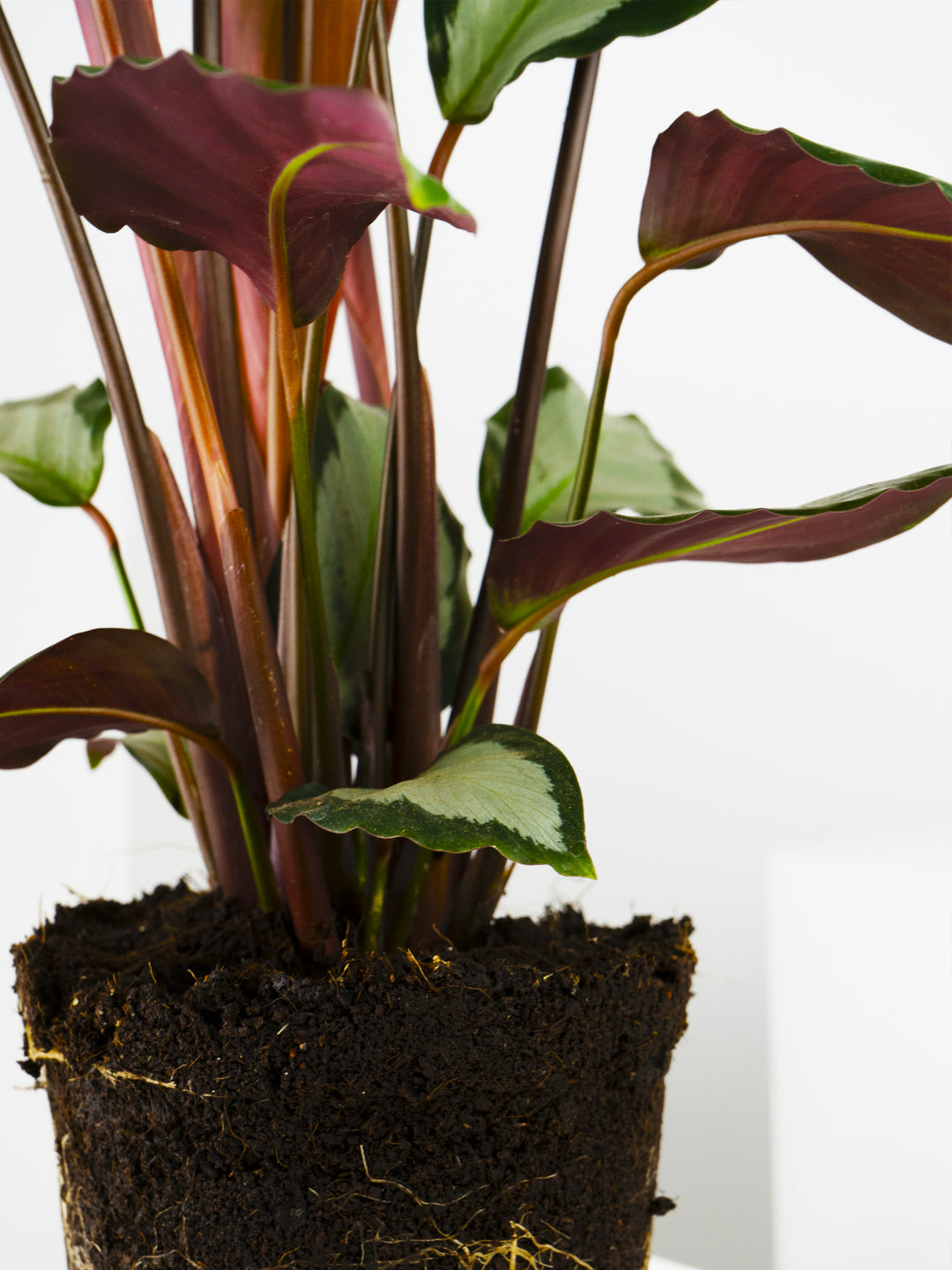 Calathea Argentea - nāu green