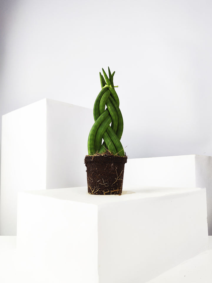 Sansevieria Cylindrica Trançada