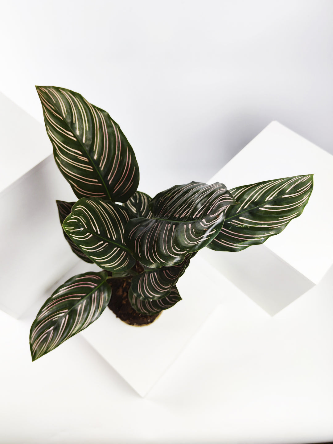Calathea Ornata o Sanderiana