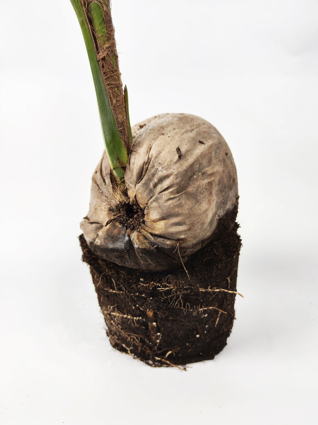 Coco Nucifera or Coconut Tree