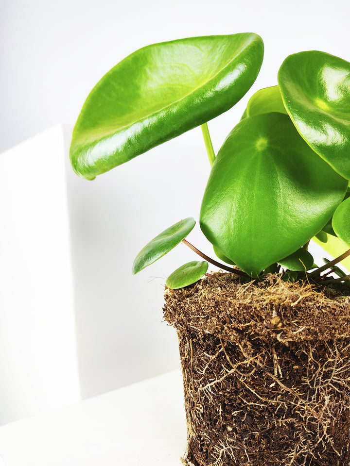 Peperomia Raindrop