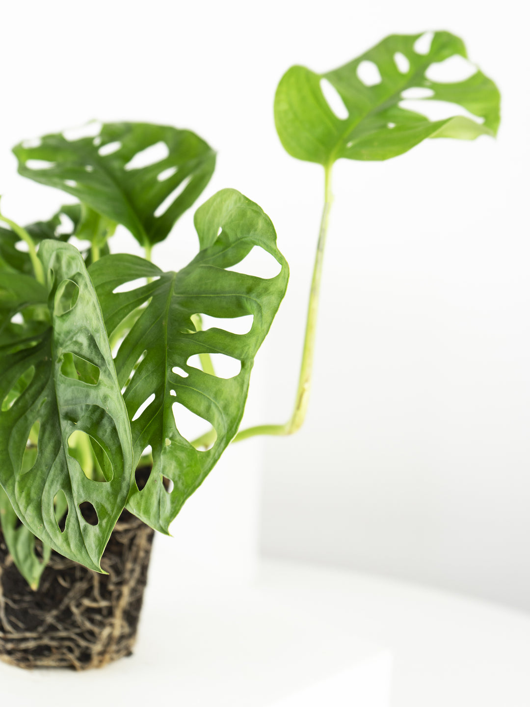 Monstera Obliqua Monkey - nāu green