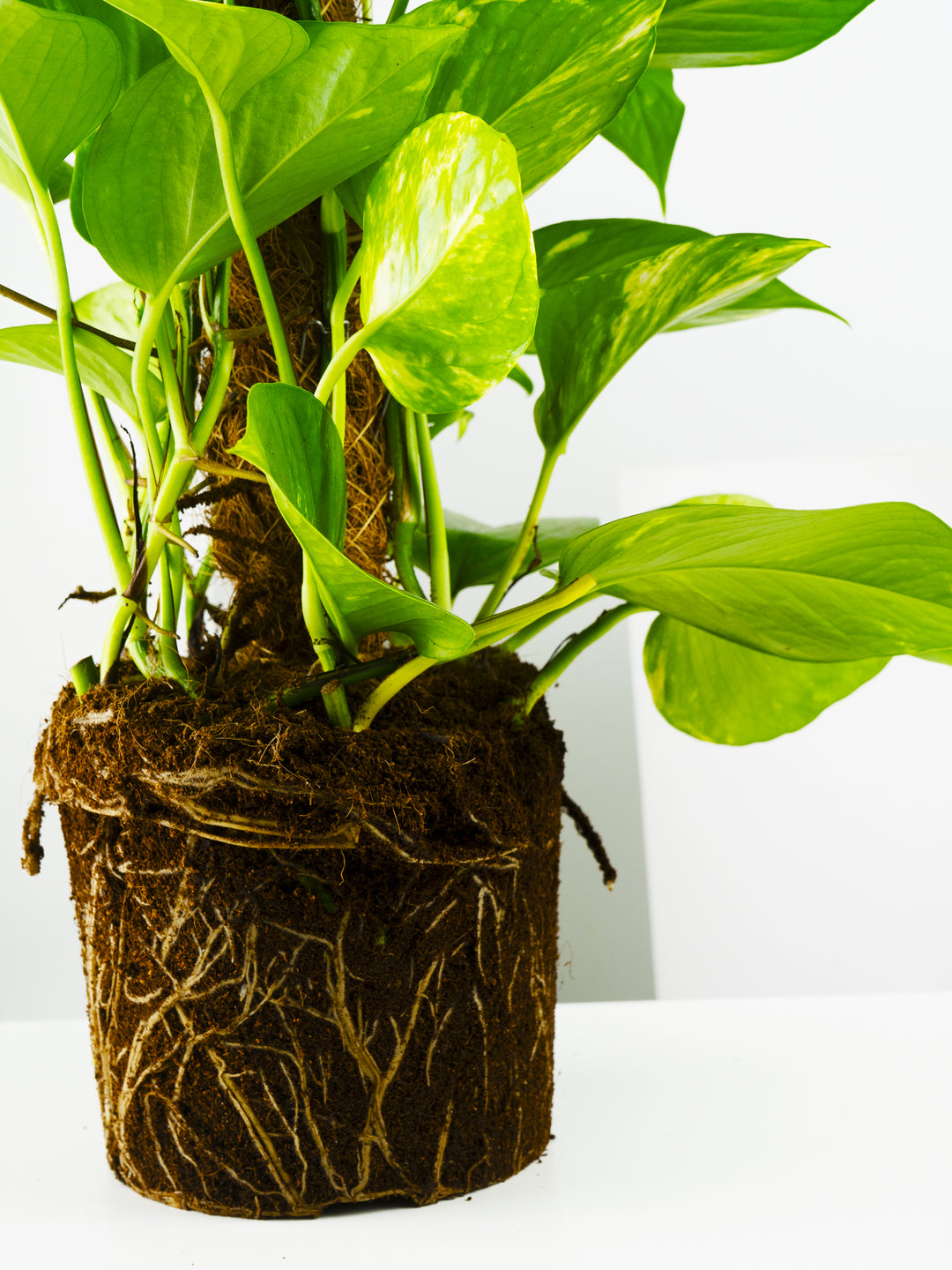golden pothos in chinese Pothos Mosstok | Plants at Home | Potus