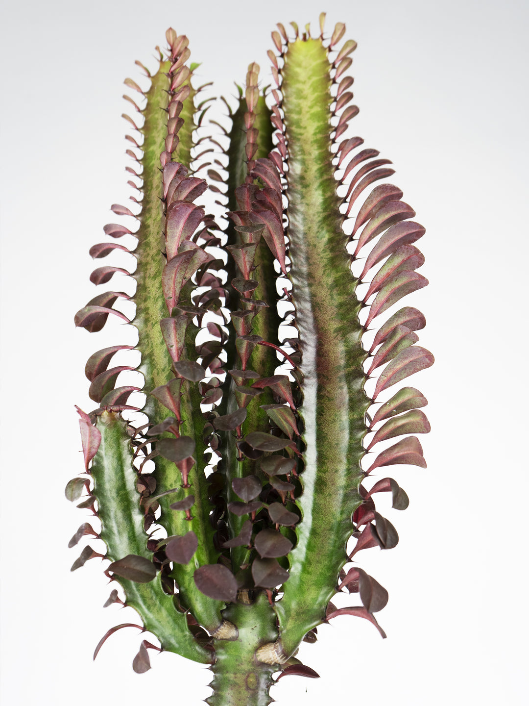 Euphorbia Trigona - nāu green