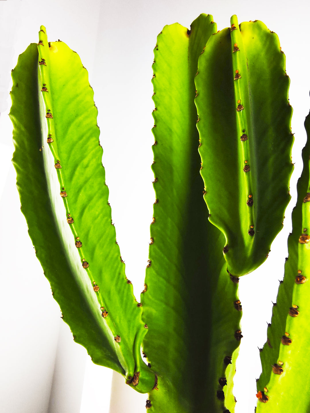 Euphorbia Ingens o Árbol candelabro - nāu green