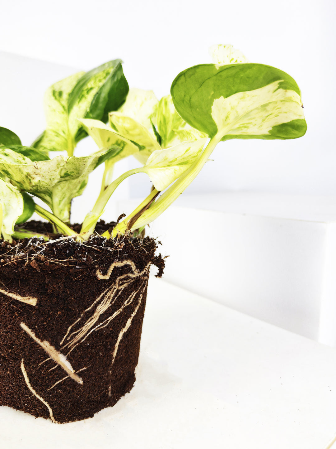 happy leaf pothos Potho Happy Leaf | Plants at home | Potus