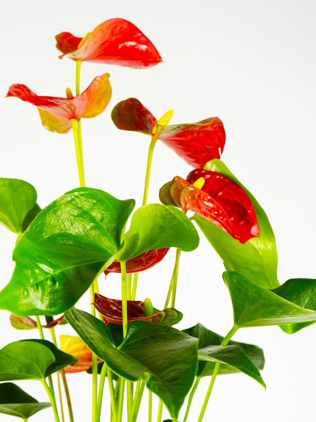 Flor del Amor o Anthurium - nāu green