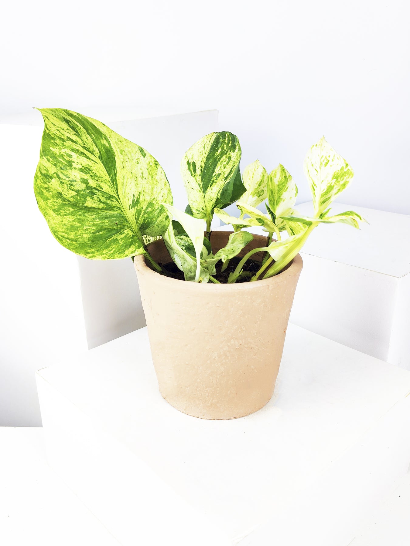 pothos happy leaf Potho Happy Leaf | Plants at home | Potus