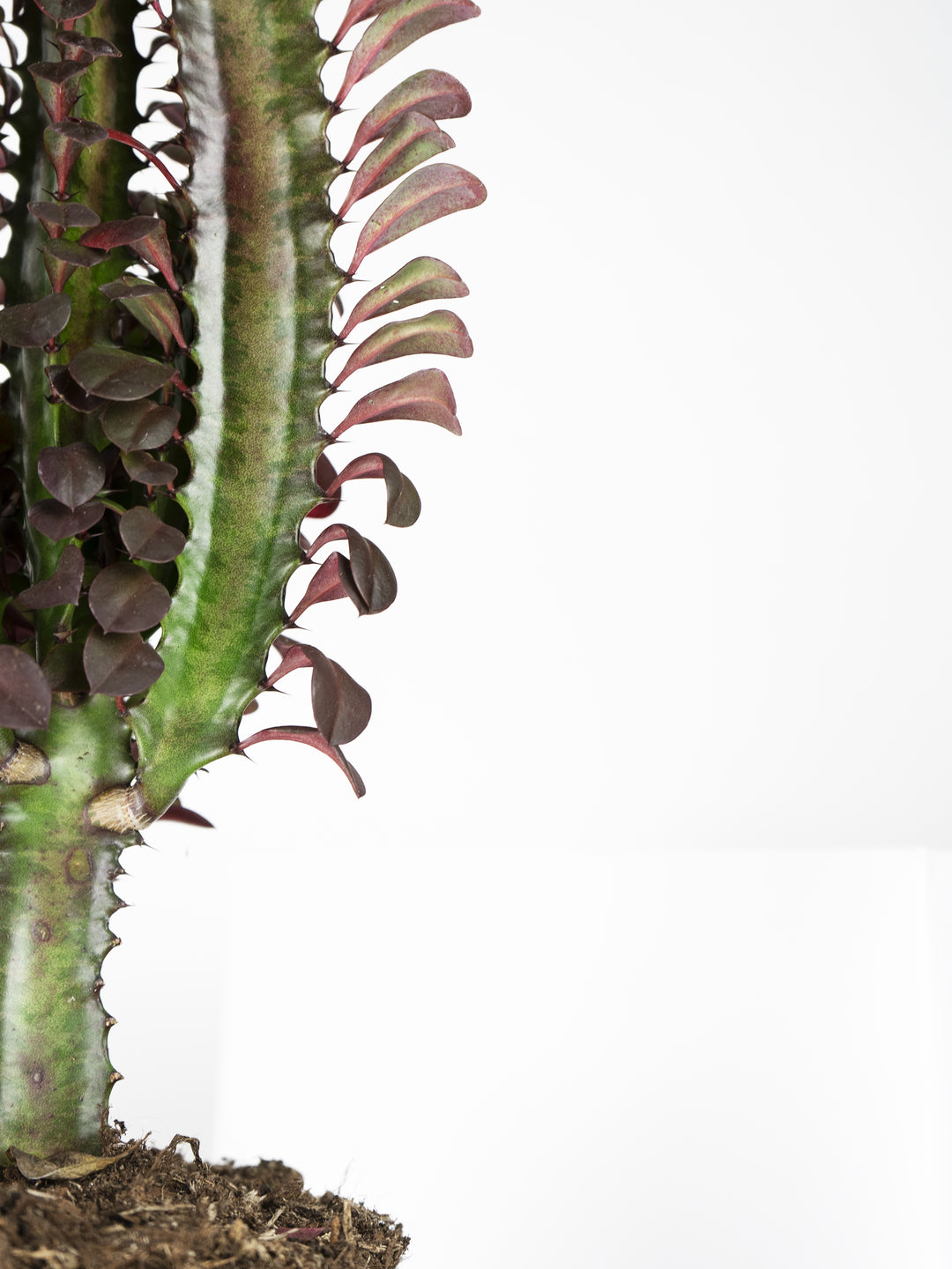 Euphorbia Trigona - nāu green