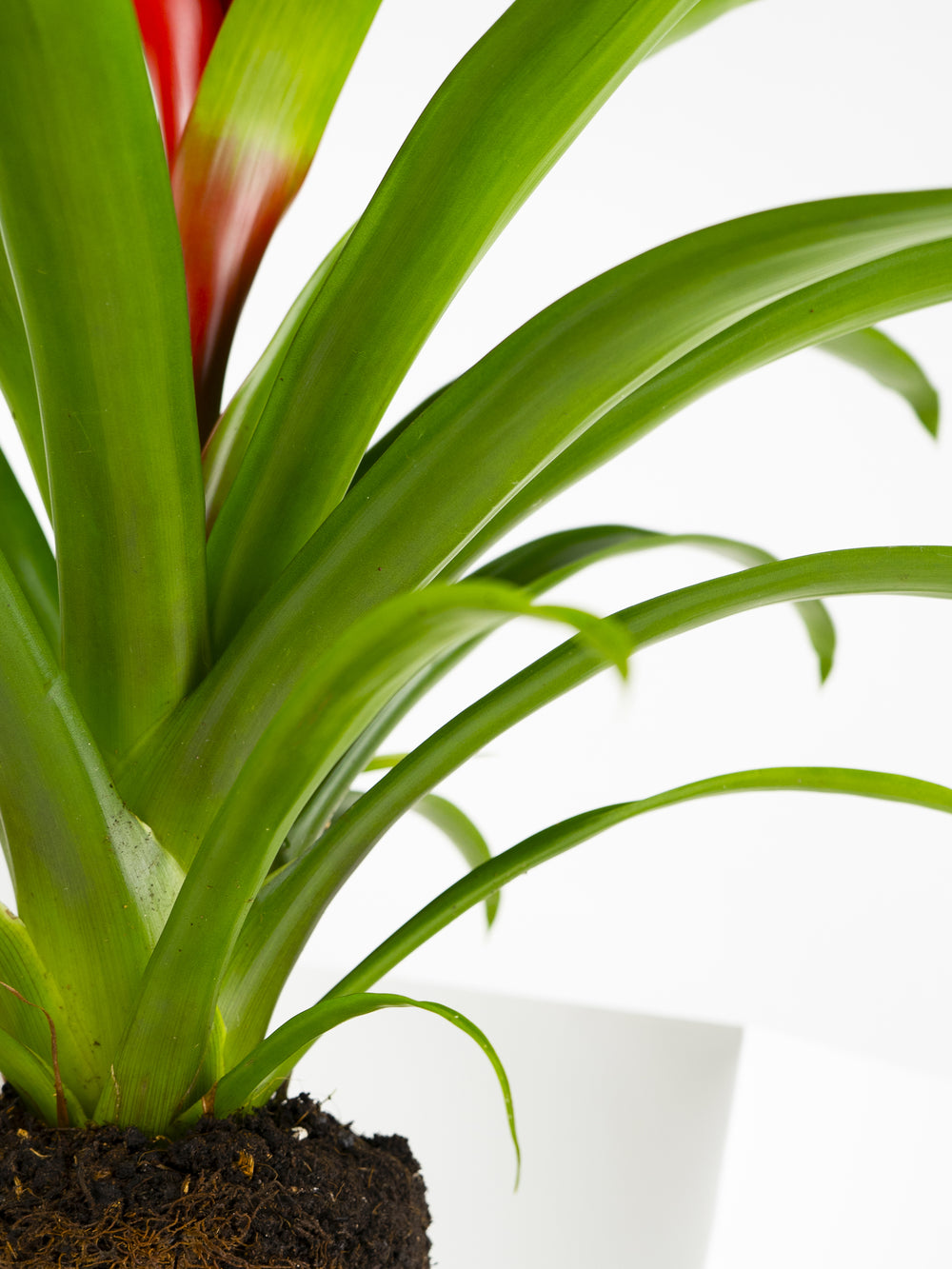 Bromelia Guzmanía - nāu green