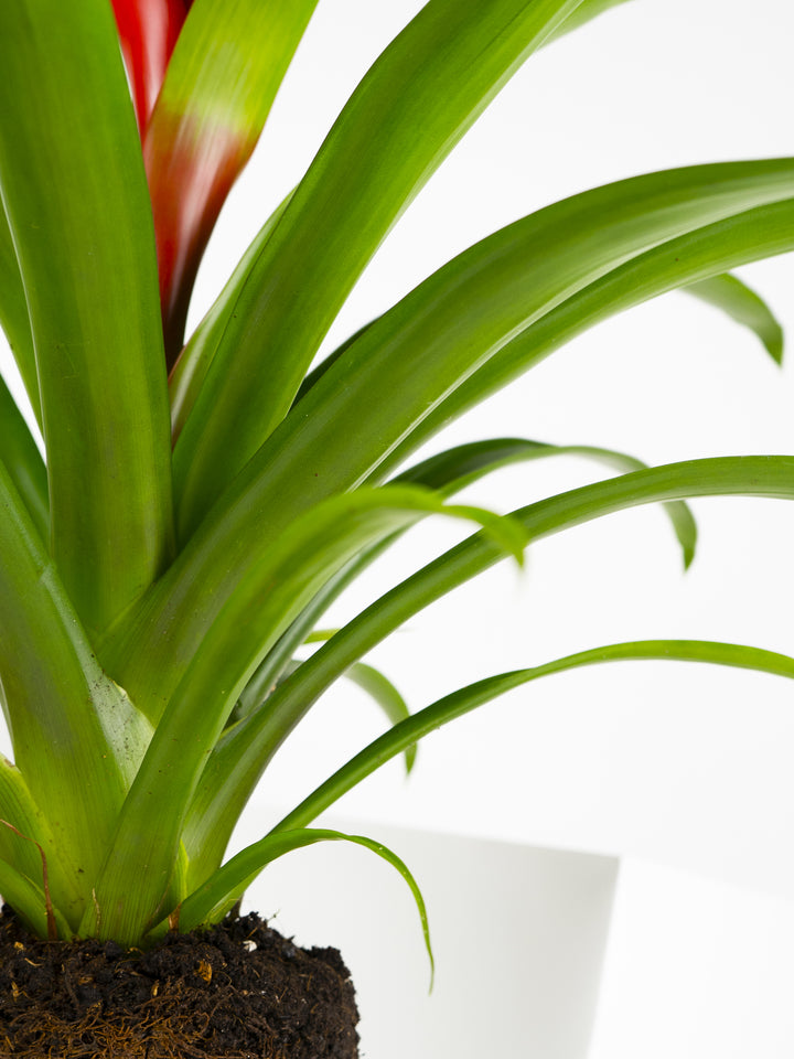 Bromelia Guzmanía - nāu green