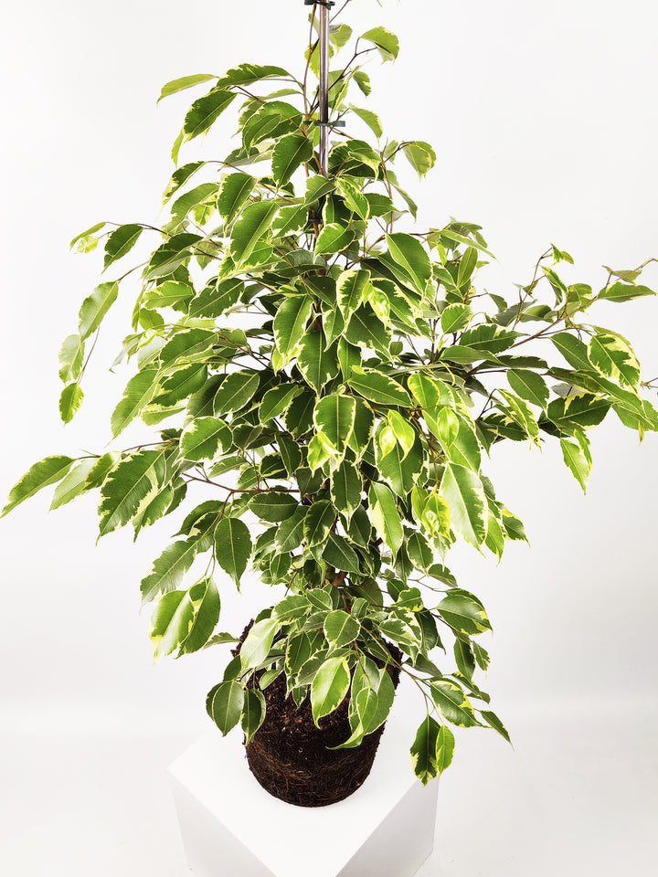 Ficus Golden Grande
