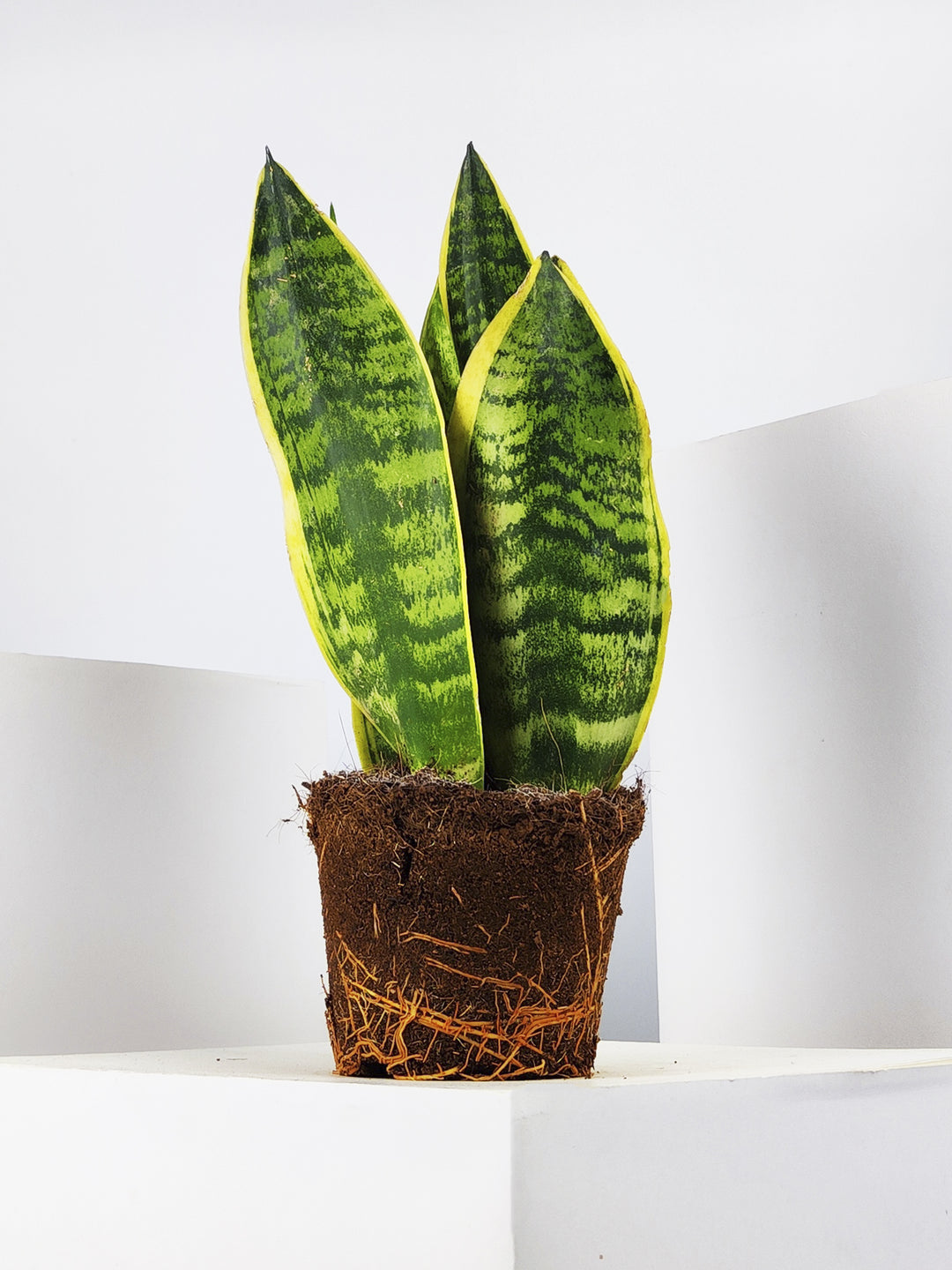 Sansevieria Futura Superba 