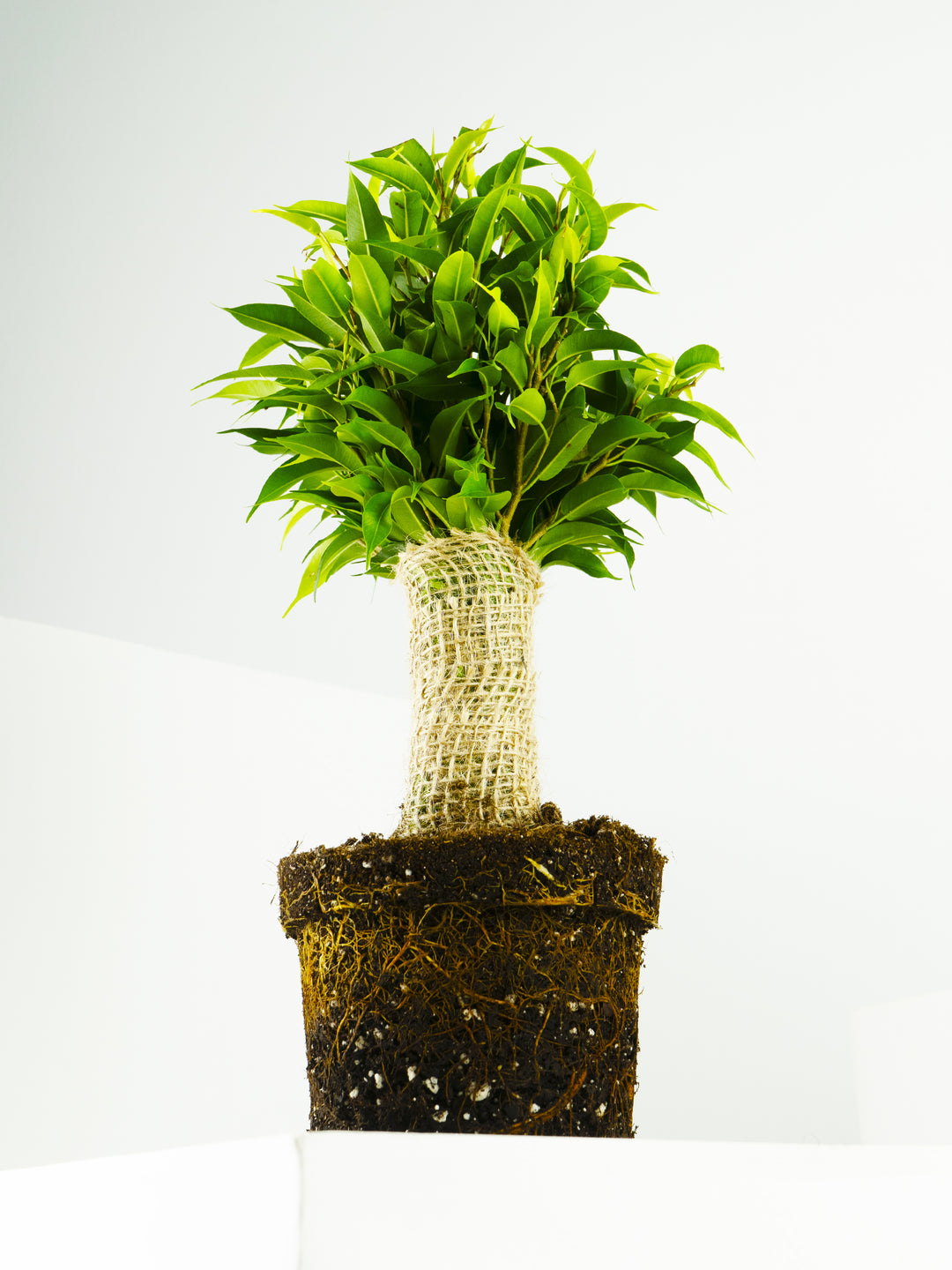 Ficus Benjamina - nāu green