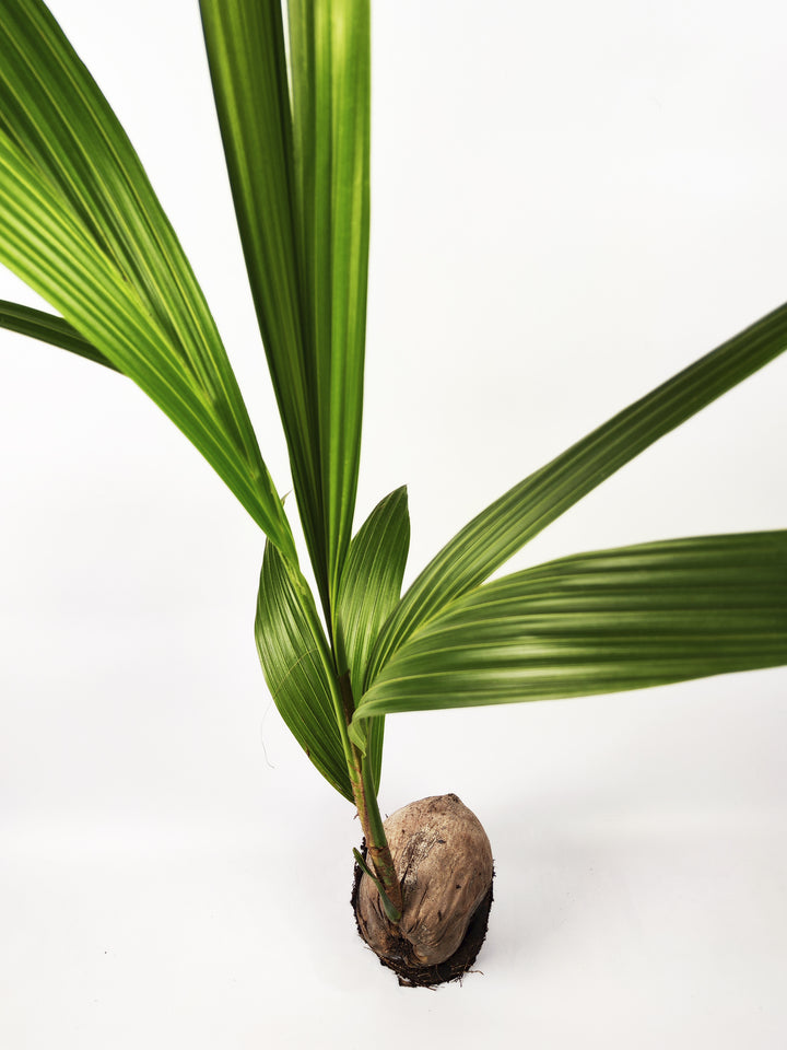 Coco Nucifera or Coconut Tree