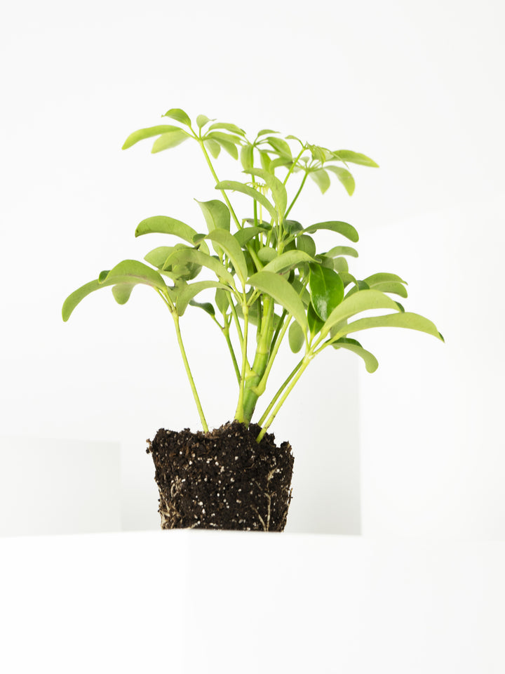 Mini Árbol Paraguas Enano - nāu green
