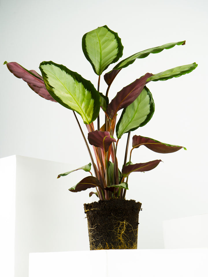 Calathea Argentea - nāu green