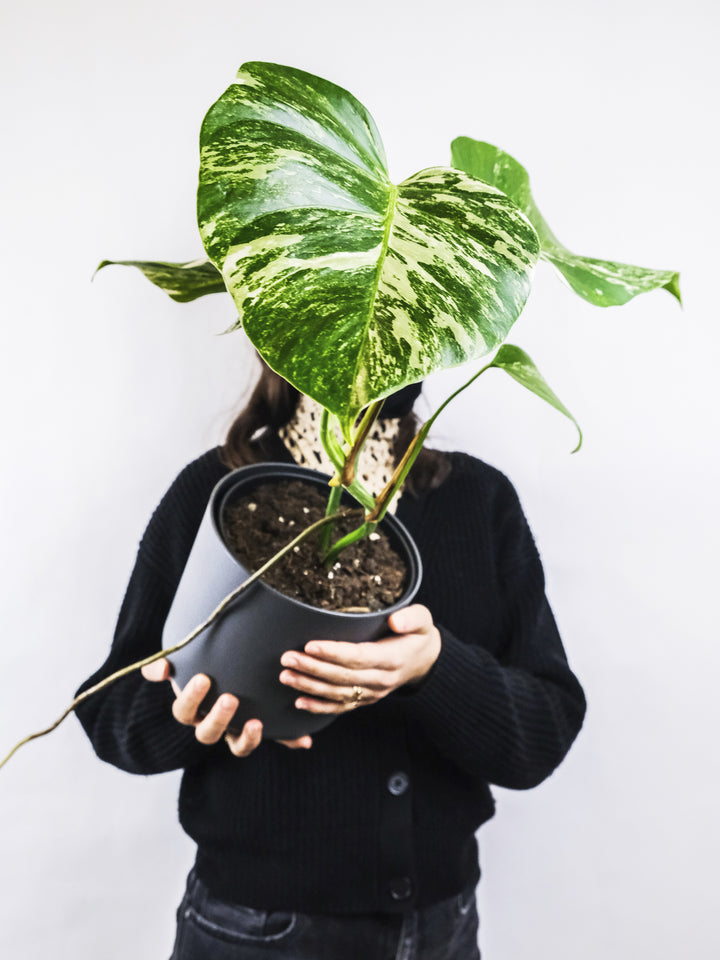 Monstera  Variegata Thai Constelación
