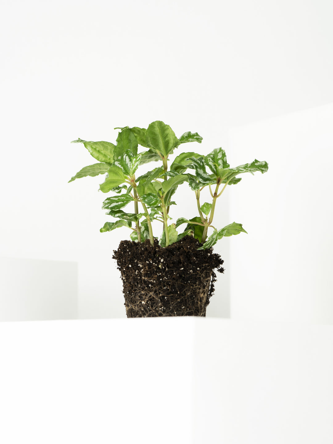 Mini Pilea de Sandía o Cadierei - nāu green