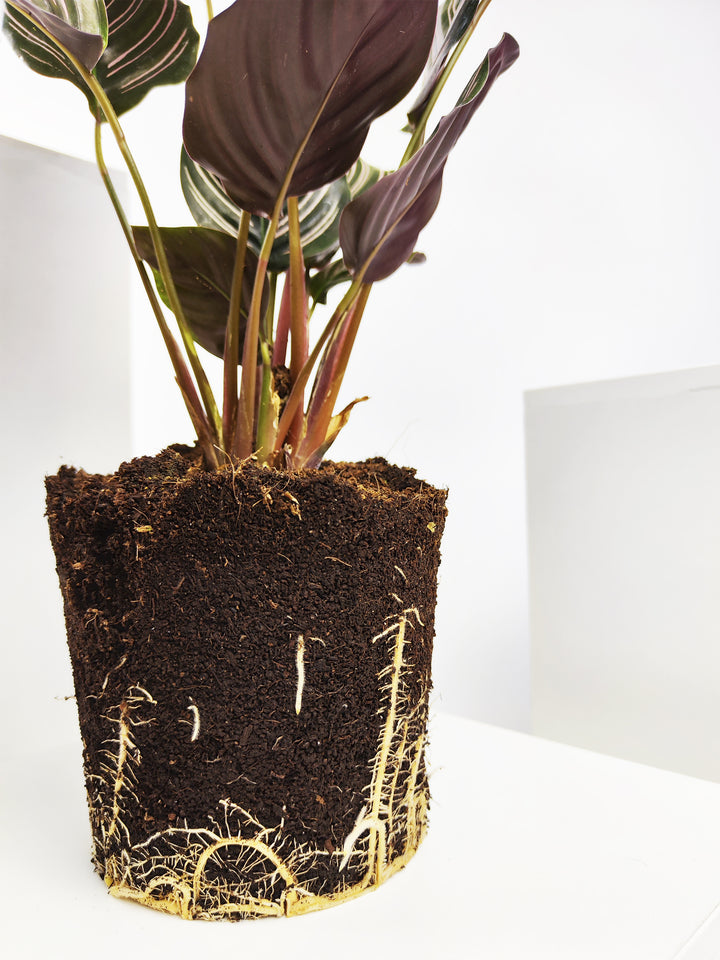 Calathea Ornata o Sanderiana