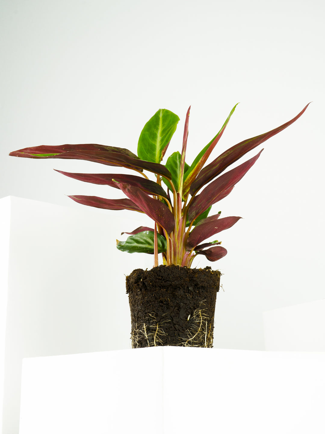 Calathea Sanguínea - nāu green