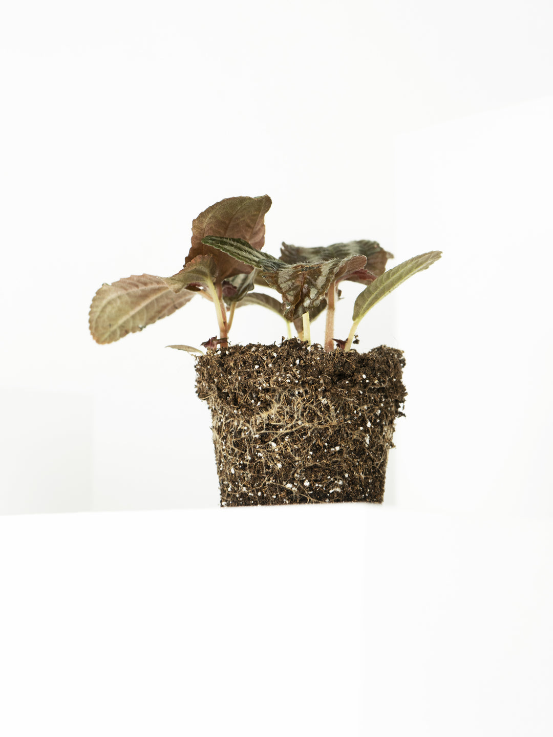 Mini Pilea Involucrata Magenta - nāu green