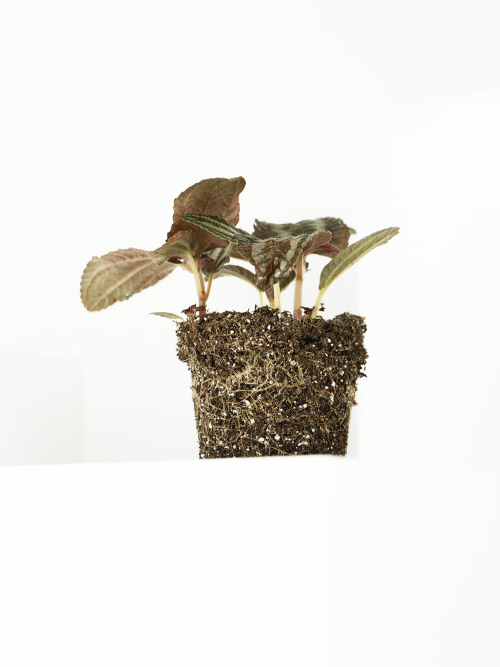 Mini Pilea Involucrata Magenta - nāu green