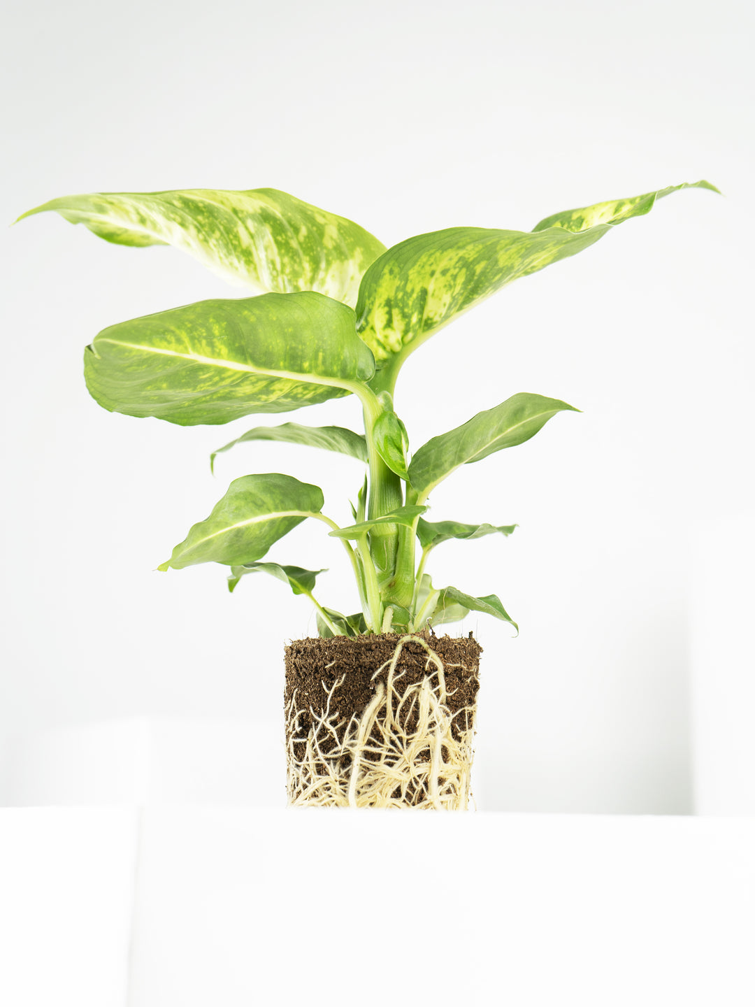 Mini Dieffenbachia Compacta - nāu green