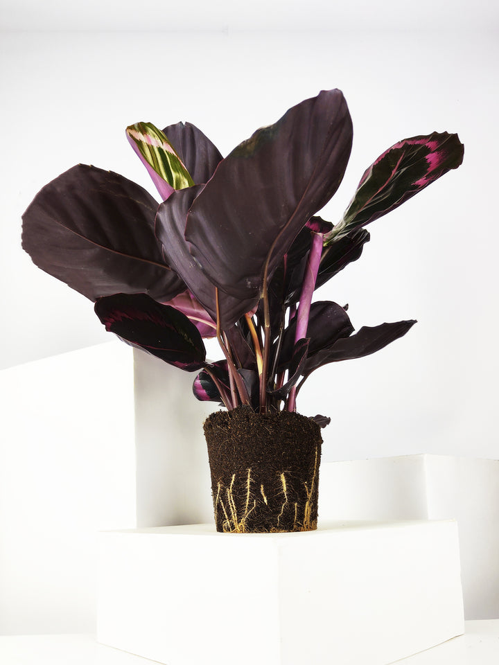 Calathea Roseopicta