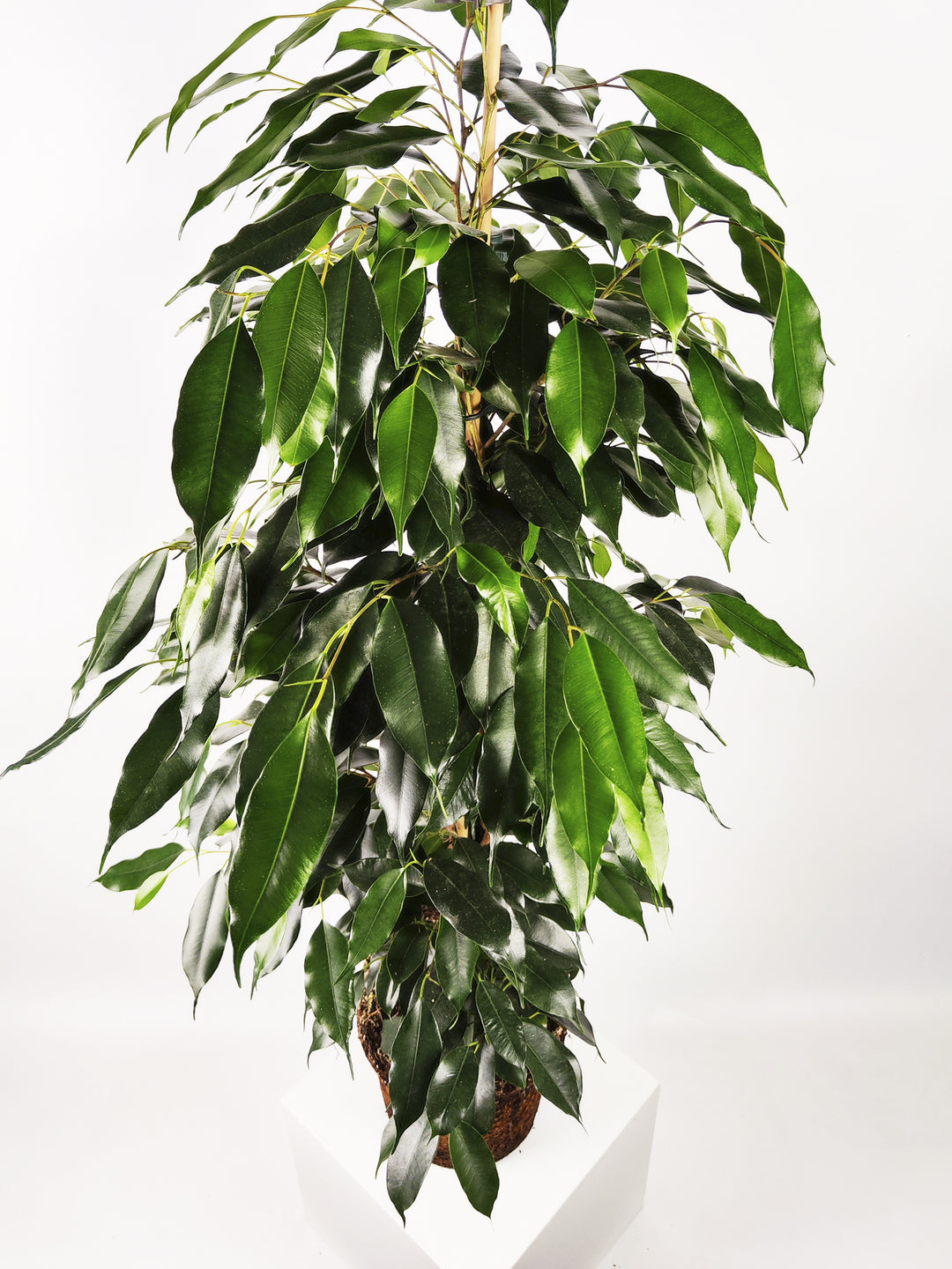 Ficus Benjamina