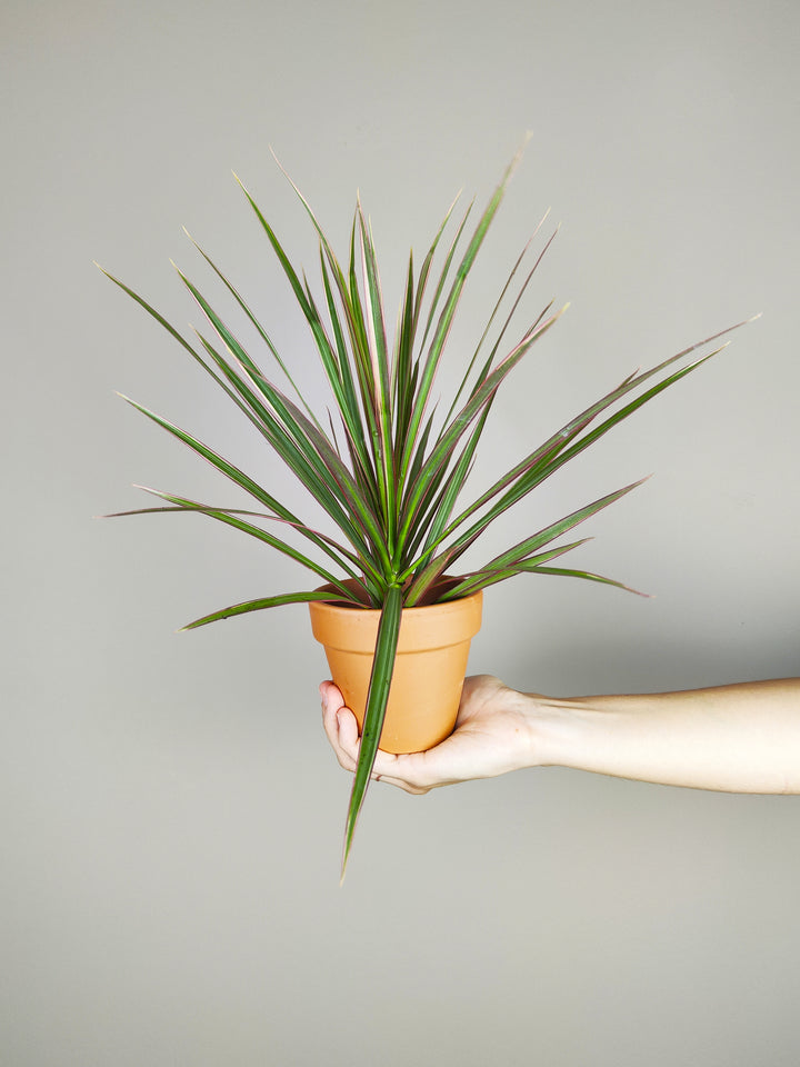 Mini Dracaena Marginata - nāu green