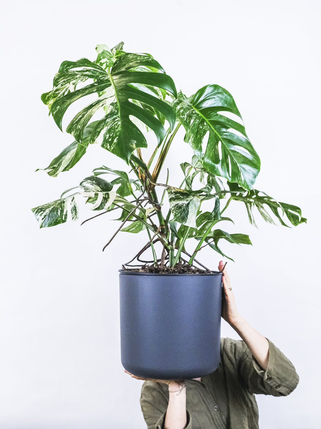 Monstera  Variegata Thai Constelación