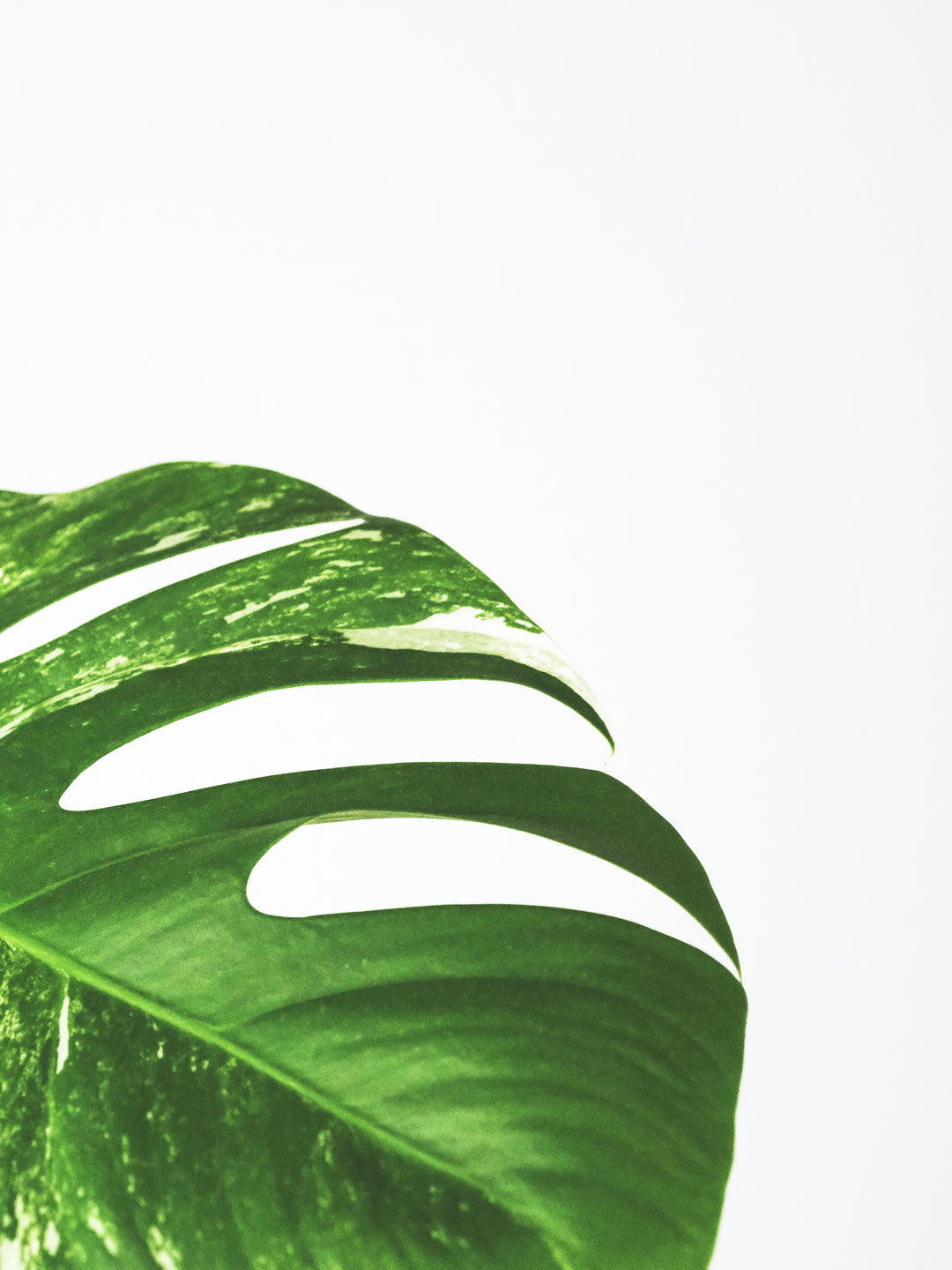 Monstera  Variegata Thai Constelación