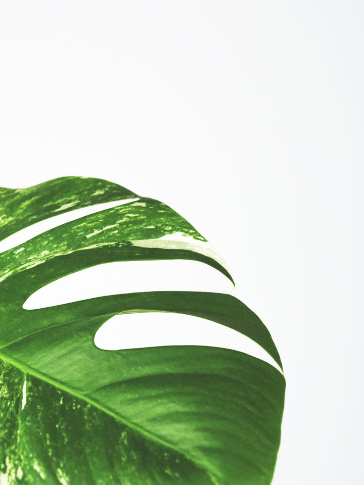 Monstera  Variegata Thai Constelación