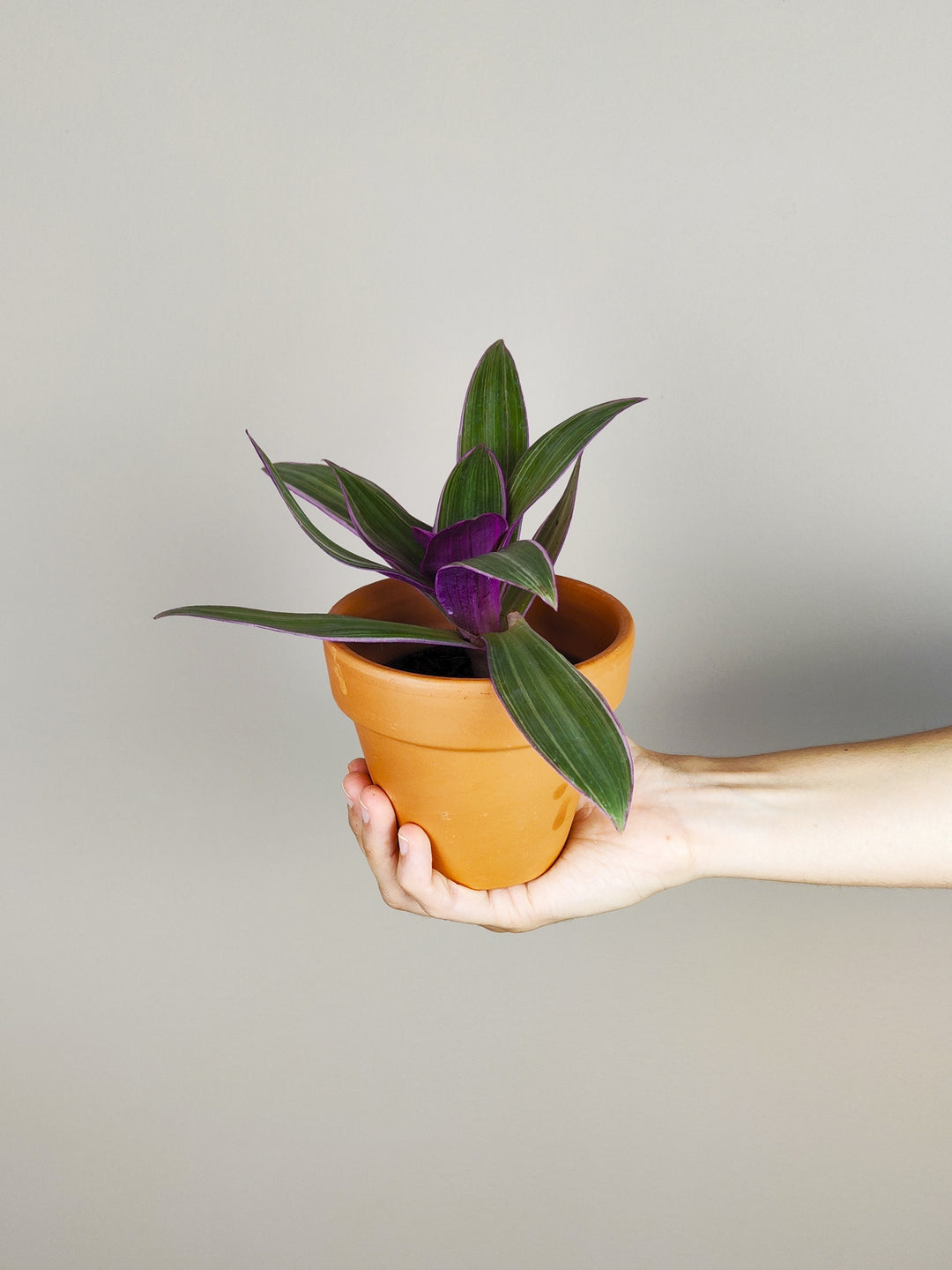 Mini Tradescantia Spathacea - nāu green