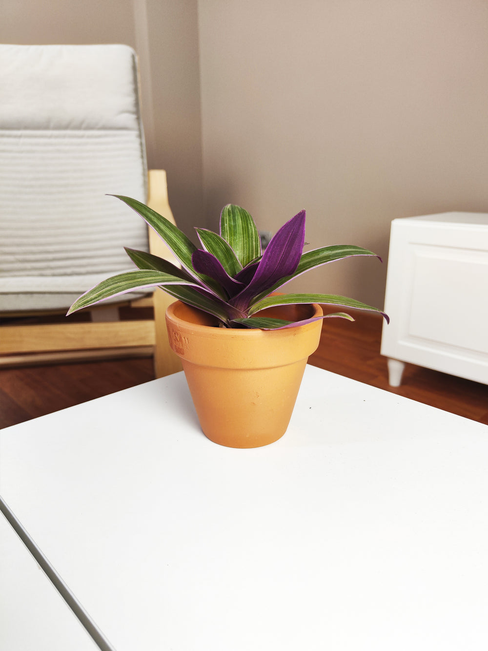 Mini Tradescantia Spathacea - nāu green
