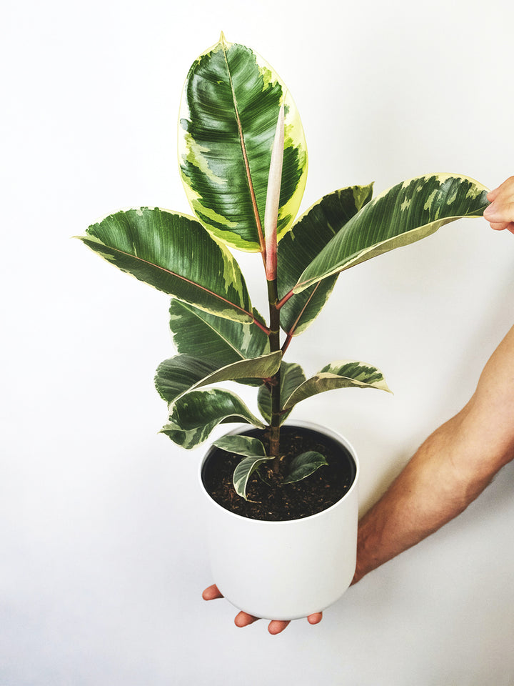 Ficus Tineke - nāu green