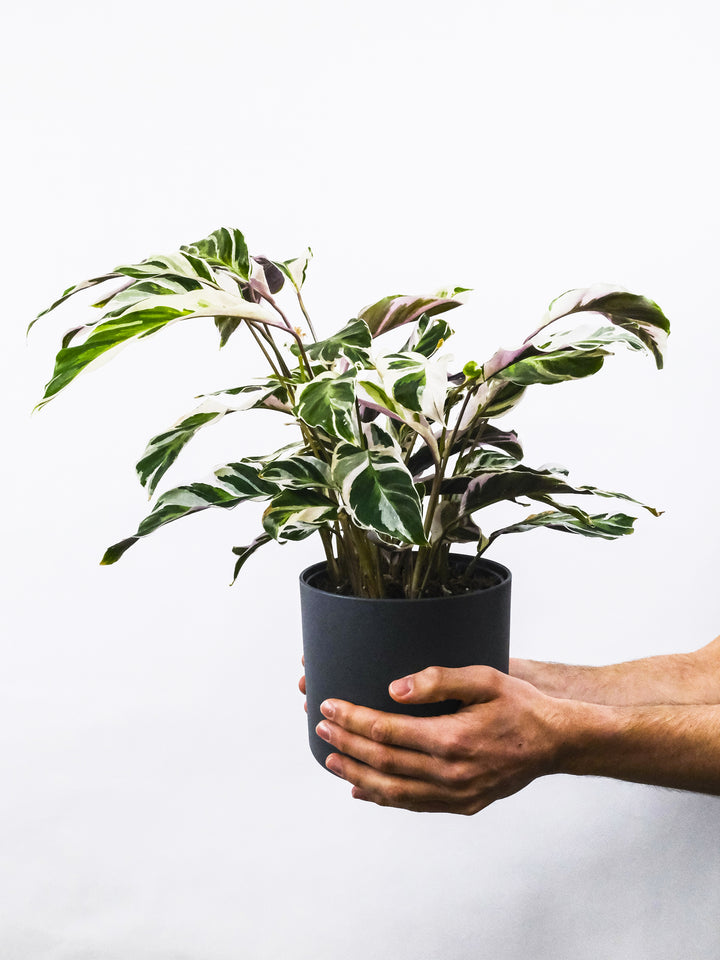 Calathea Fusion White - nāu green