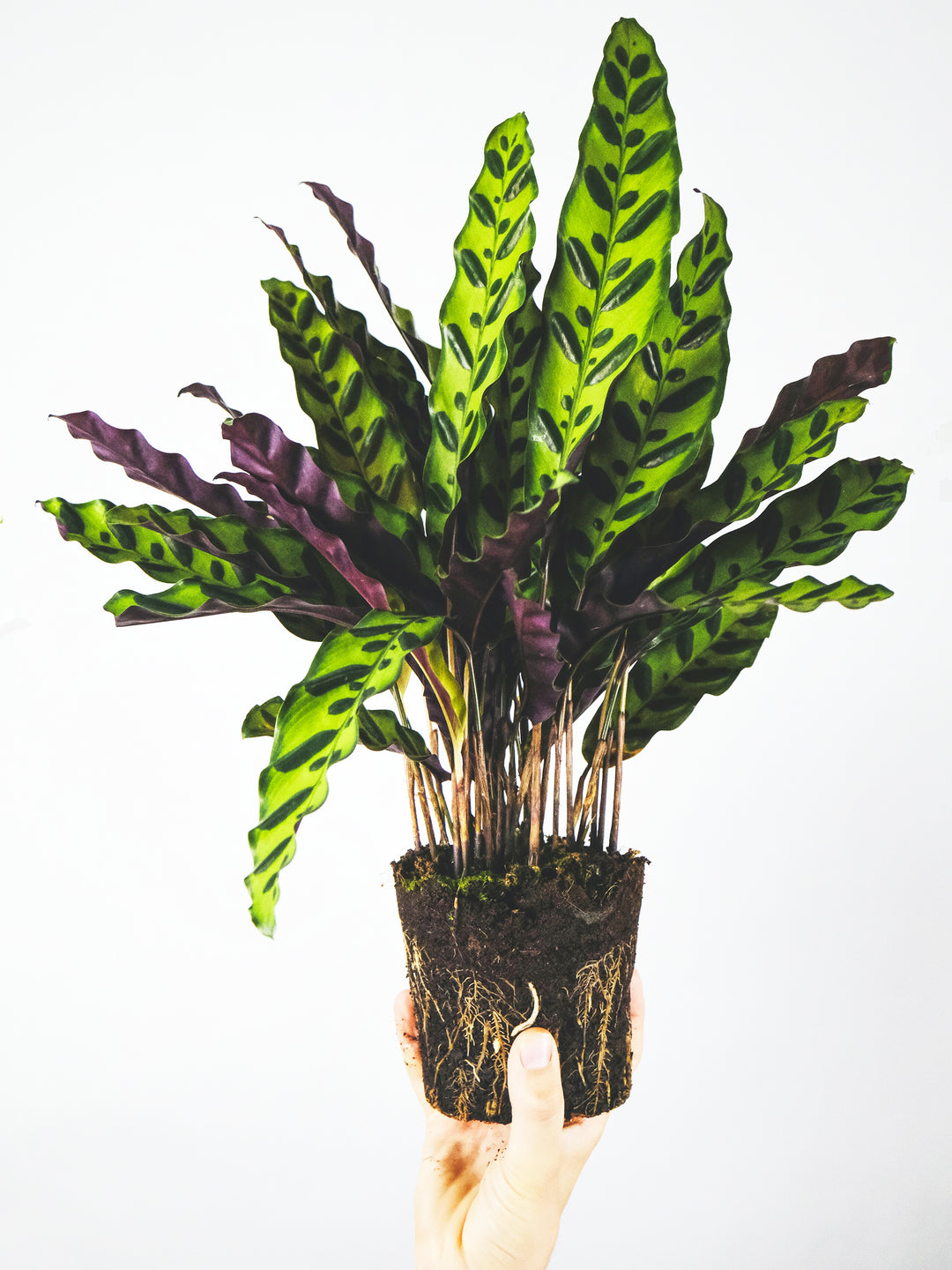 Calathea Lancifolia - nāu green